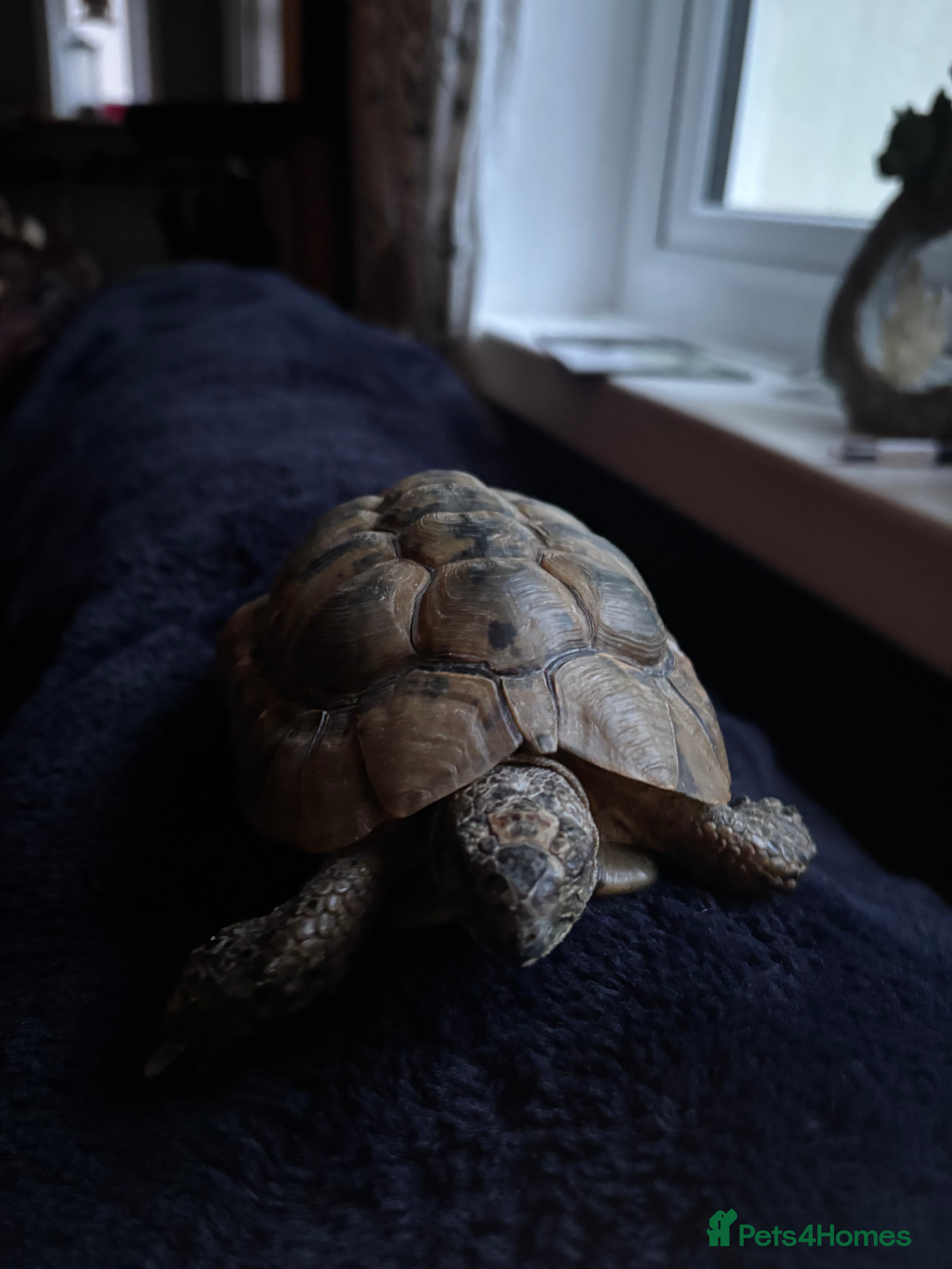 Tortoise reptiles Tortoise  - Advert 5