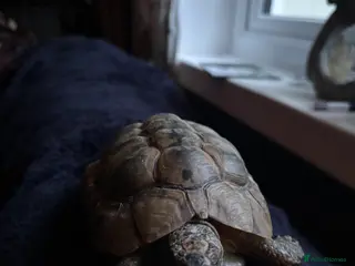 Tortoise reptiles Tortoise - Advert 5