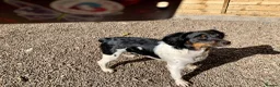 Brittany Spaniel dogs for sale: Brittanys  - Advert 2