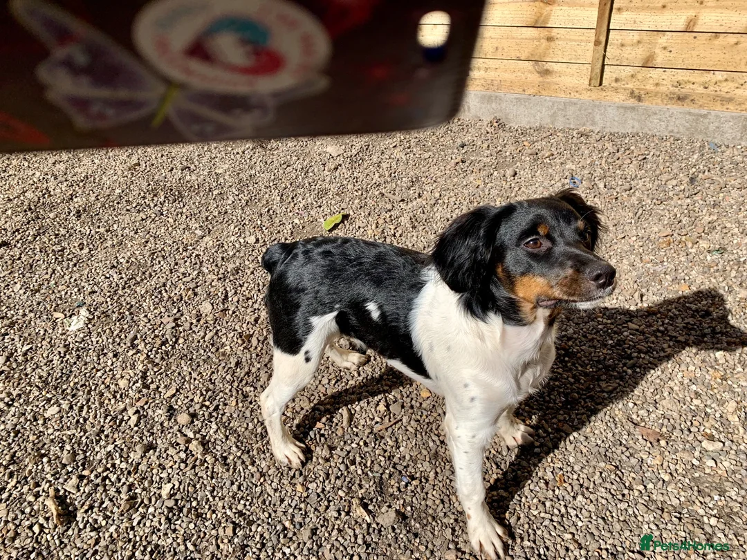 Brittany Spaniel dogs for sale: Brittanys  - Advert 2