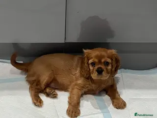 Cavalier King Charles Spaniel dogs *READY NOW!* KC Reg Health tested cavalier puppies - Advert 18