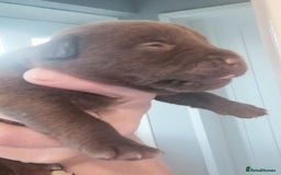 Patterdale Terrier dogs for sale: 2 beautiful female Patterdale pups  - Image 5