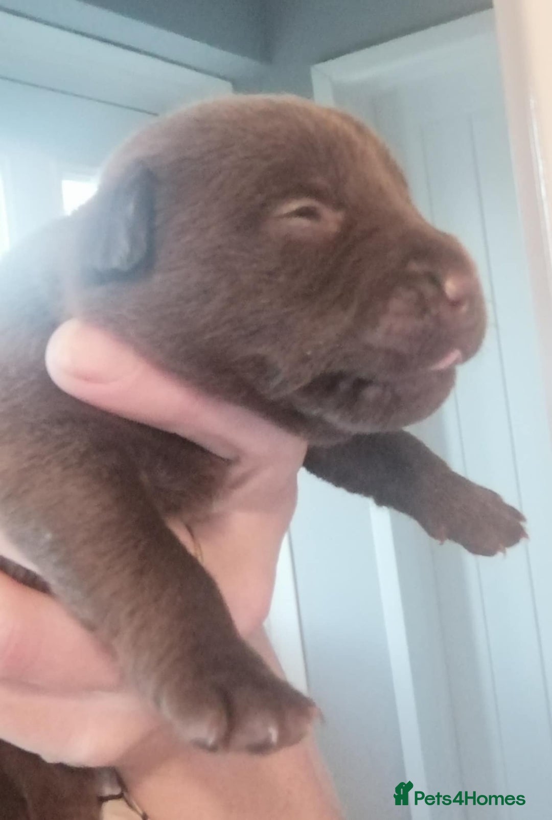 Patterdale Terrier dogs for sale: 2 beautiful female Patterdale pups  - Image 5