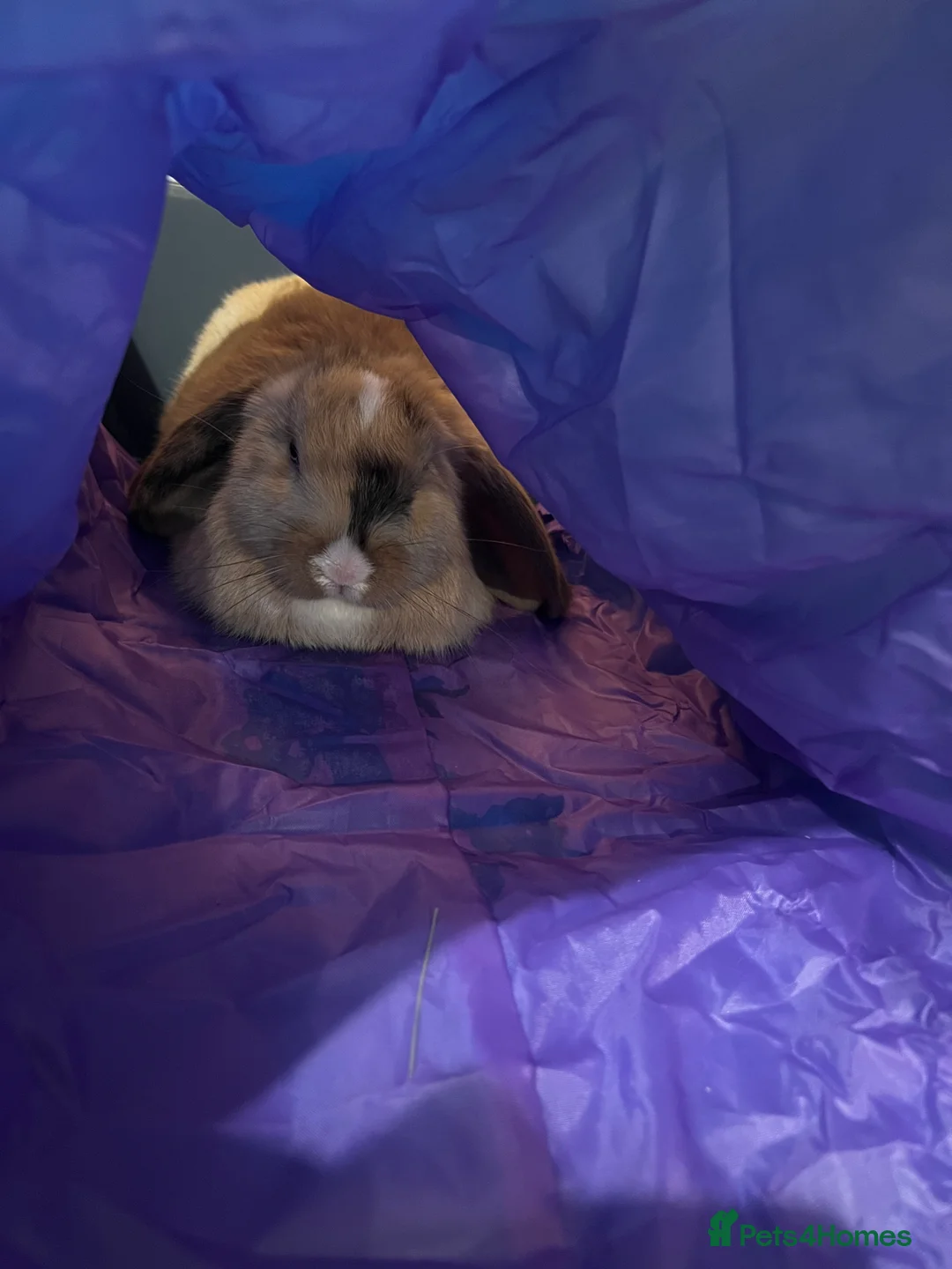 Mixed Breed rabbits for sale: Handsome male lop bunny - 13 weeks old  - Advert 3