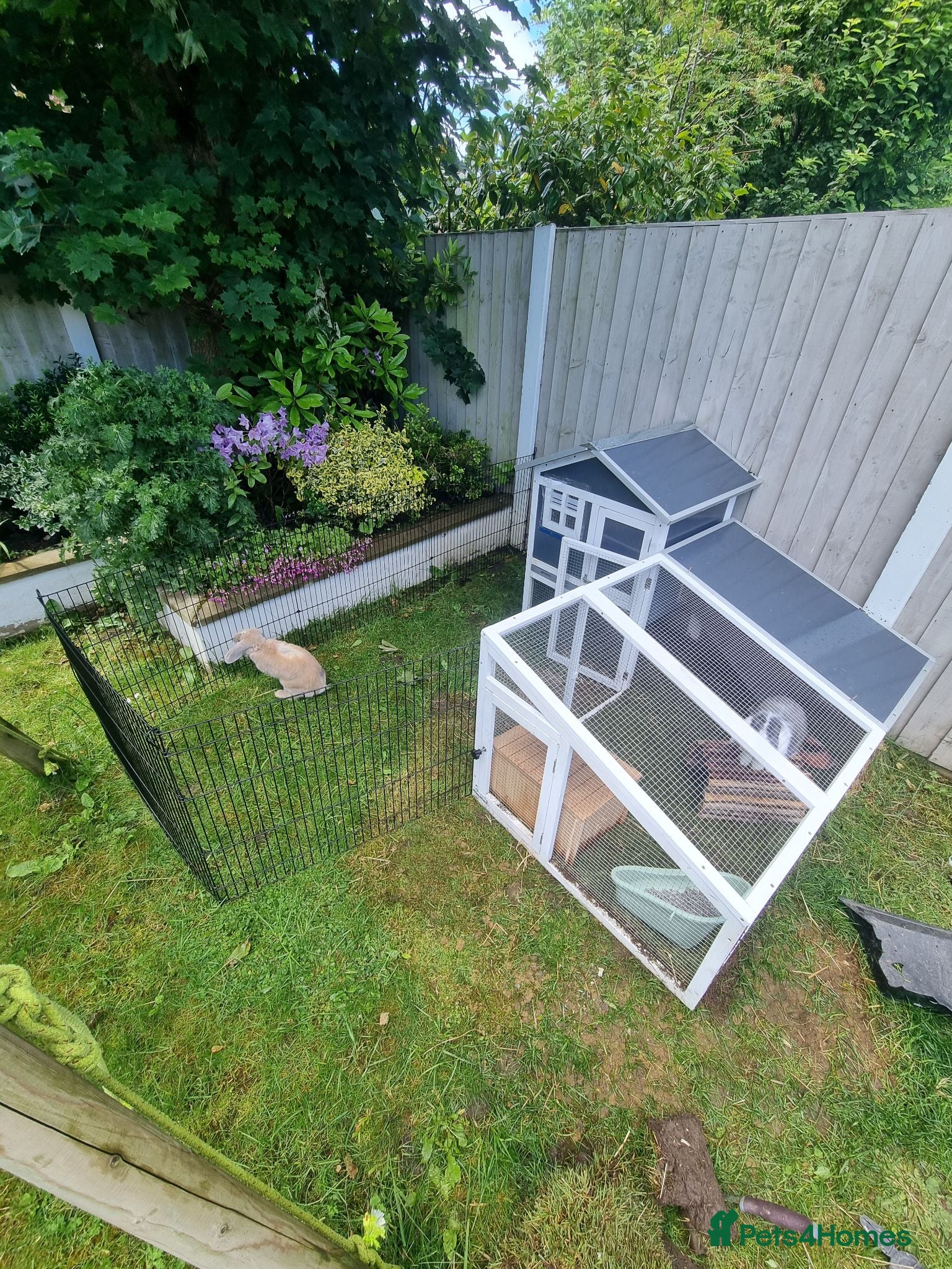 Mini Lop rabbits 2 x Mini Lops + indoor/outdoor hutch and accessori - Advert 2
