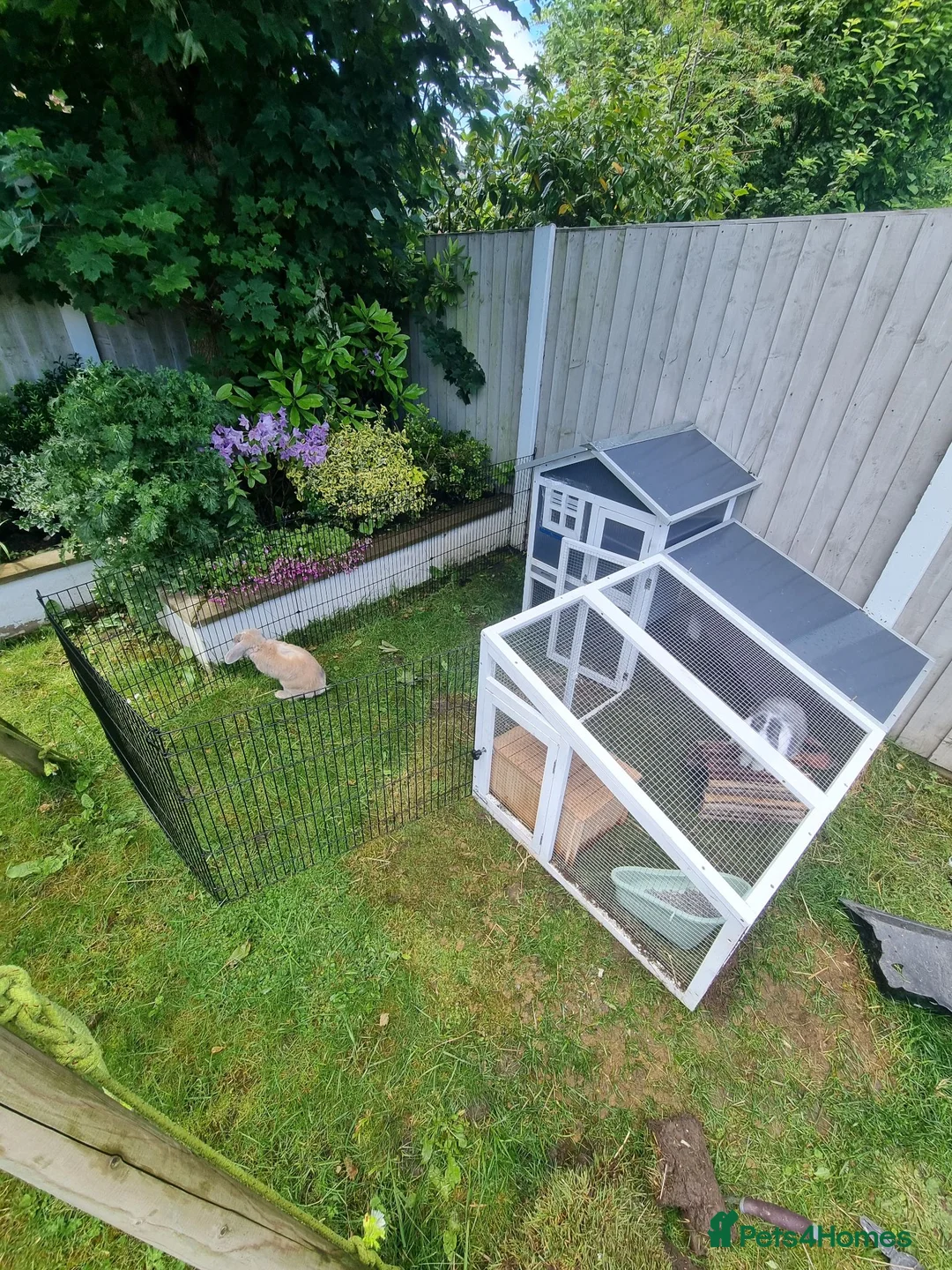 Mini Lop rabbits for sale: 2 x Mini Lops + indoor/outdoor hutch and accessori - Advert 2