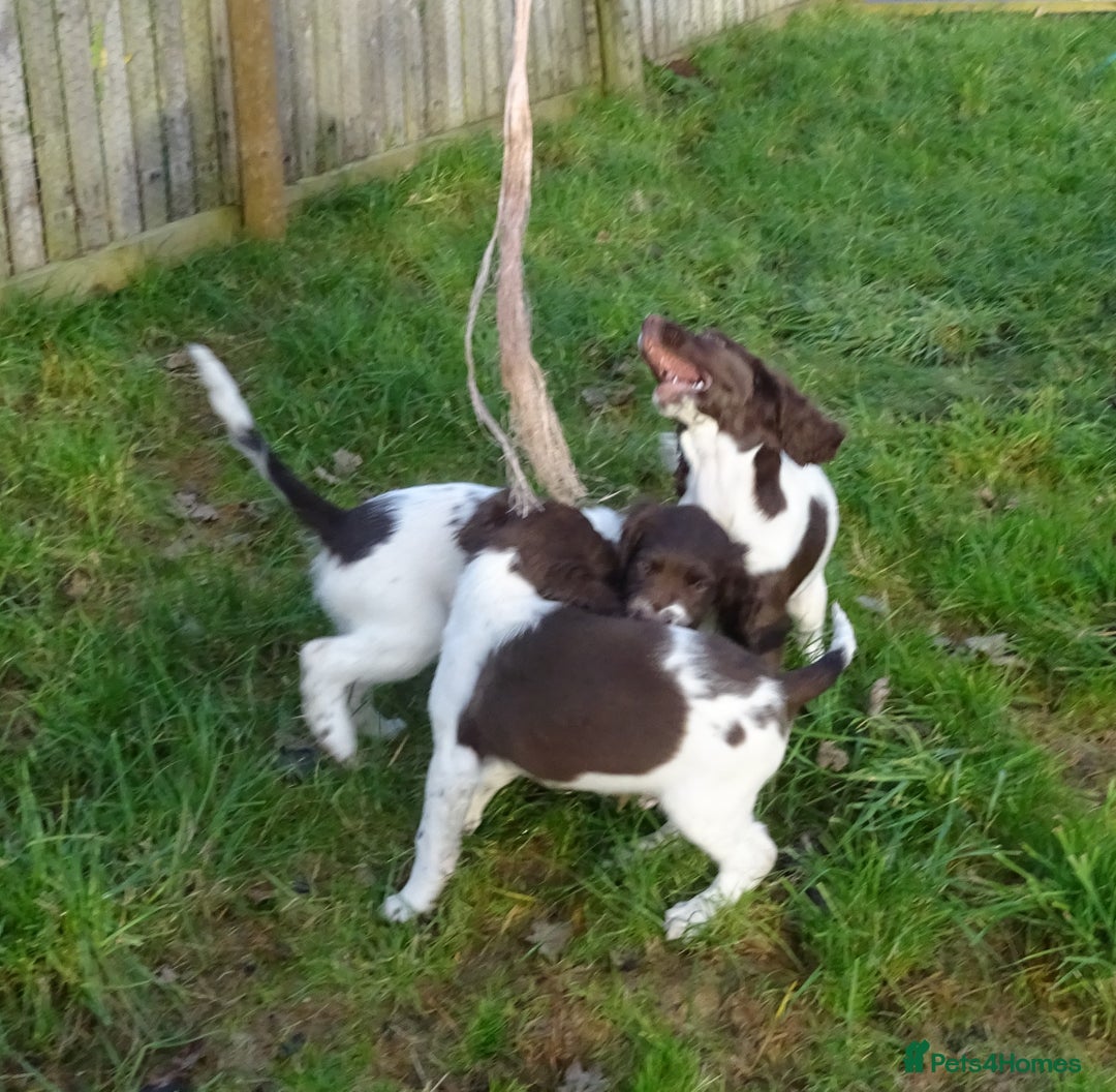 English Springer Spaniel dogs for sale: Gorgeous English Springer Spaniel Puppies  - Advert 8