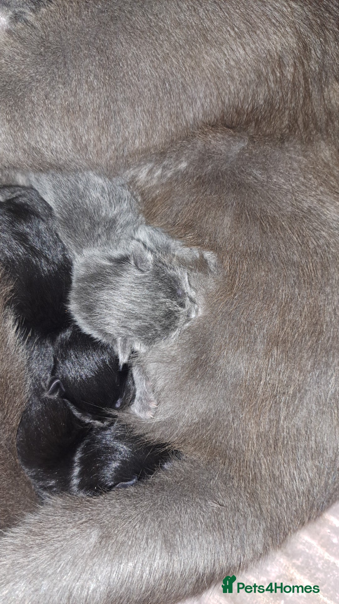Mixed Breed cats for sale: Kittens DOB 1/8/25 - Image 9