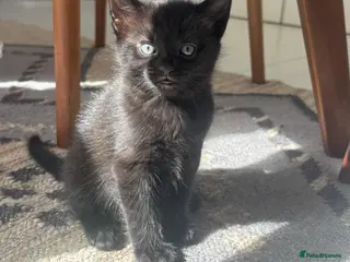 Mixed Breed cats 🐾Adorable Black Kitten – Playful & Friendly - Advert 5