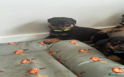 Rottweiler dogs for sale: Rottweiler  puppies ready today  - Image 6