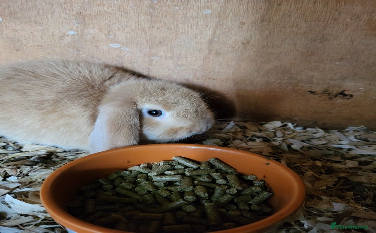 Mini Lop rabbits - Advert 4