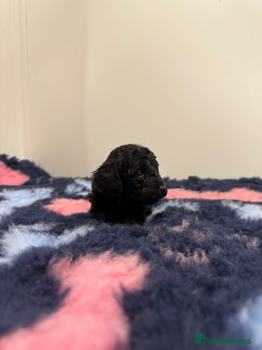 Cavapoo dogs for sale: 7 beautiful cavapoos  - Image 8