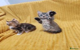 Mixed Breed cats for sale: BEAUTIFUL KITTENS VIDEOS - Image 26