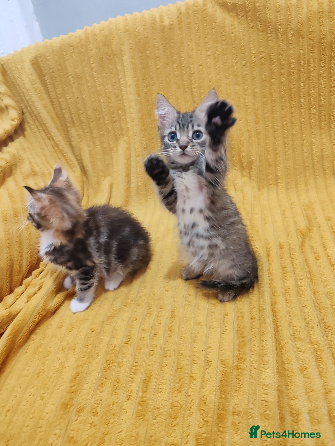 Mixed Breed cats for sale: BEAUTIFUL KITTENS VIDEOS - Image 26