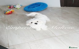 Maltese dogs for sale: KC Reg Korean type- Maltese Puppies by Emperatrice - Image 5