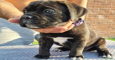 Cane Corso dogs - Advert 3