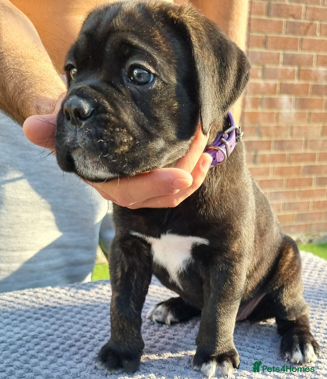 Cane Corso dogs for sale: Champion-Bloodline Cane Corso Puppies  - Image 2