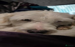 Mixed Breed dogs for adoption: SWEET JASPER  - Image 8