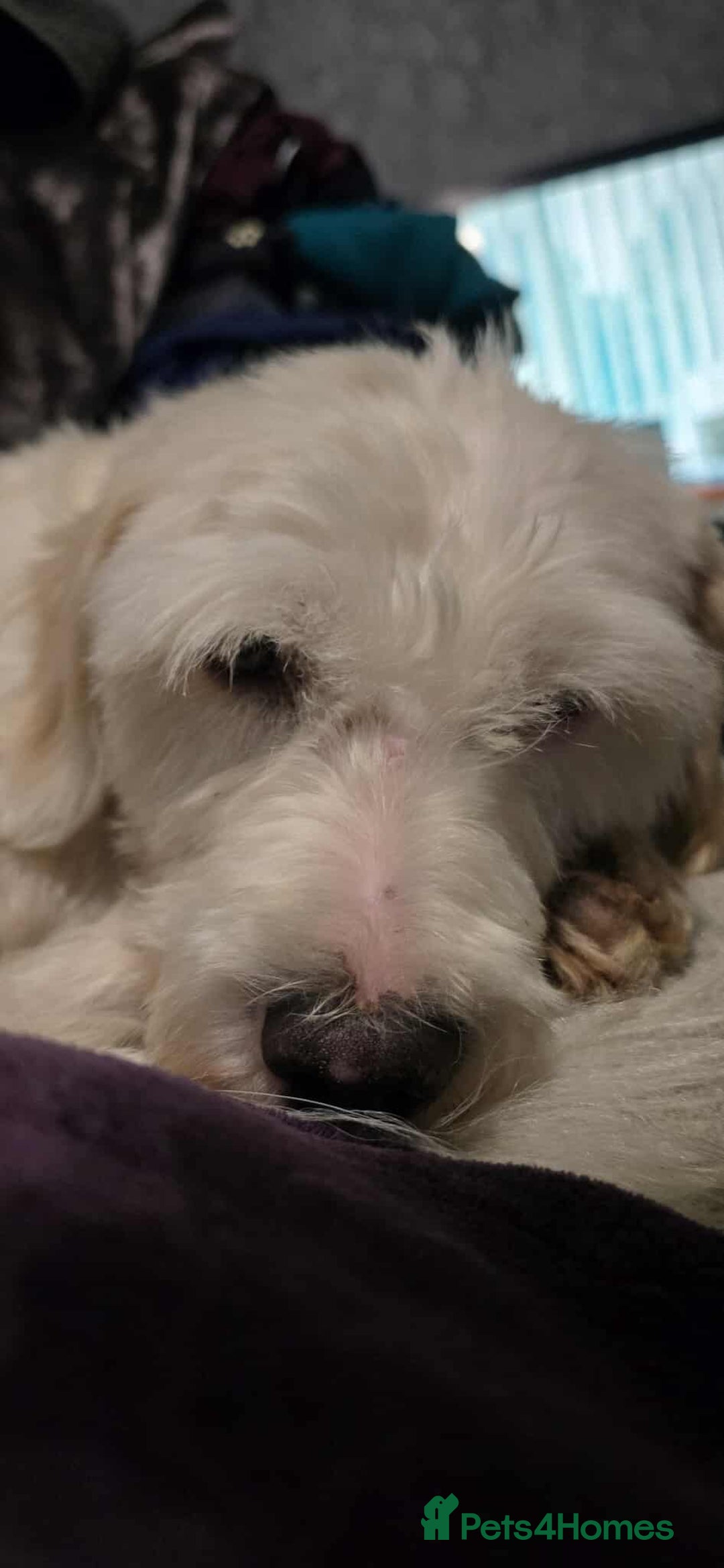 Mixed Breed dogs for adoption: SWEET JASPER  - Image 8