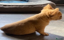 French Bulldog dogs for sale: DNA Health tested 5 🌟 KC fluffy French bulldogs - Image 26
