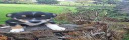 Border Collie dogs for sale: Adorable border collies looking for forever home - Advert 10