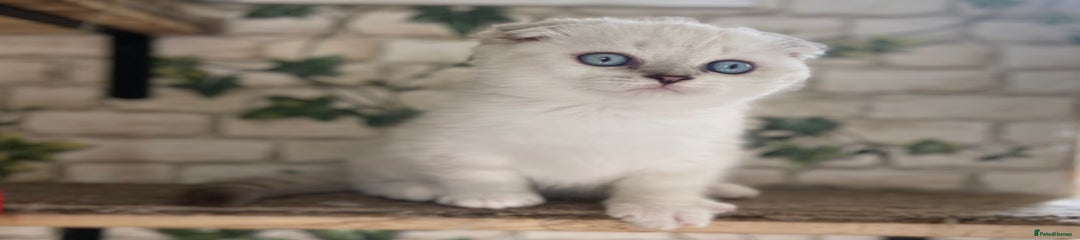 Munchkin Kitten 1