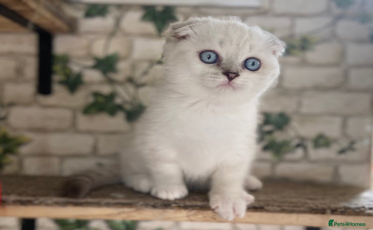 Munchkin cats - Advert 1