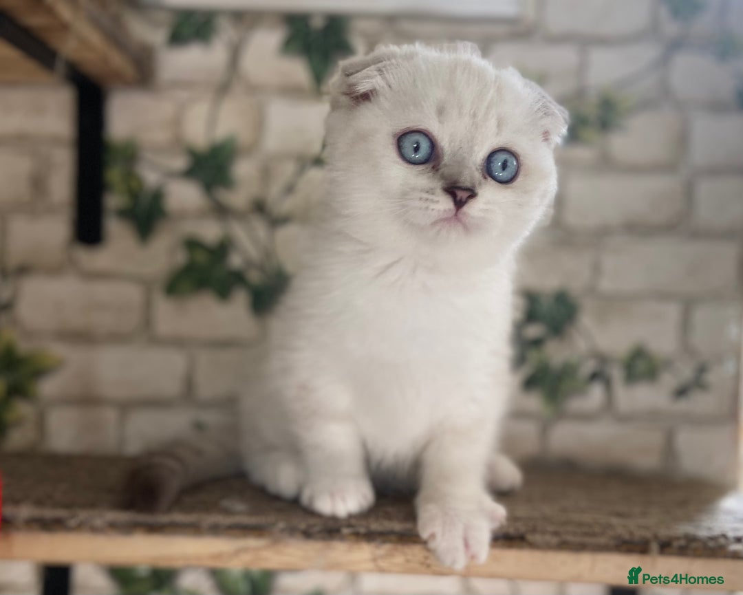 Munchkin cats for sale: Full pedigree munchkin kitten  - Image 5