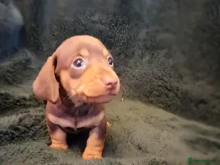 Miniature Dachshund dogs Lovely Miniature Dachshund Health Tested Puppies - Advert 1