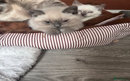 British Shorthair cats for sale: British shorthair GGCF Blue colourpoint kittens  - Image 4