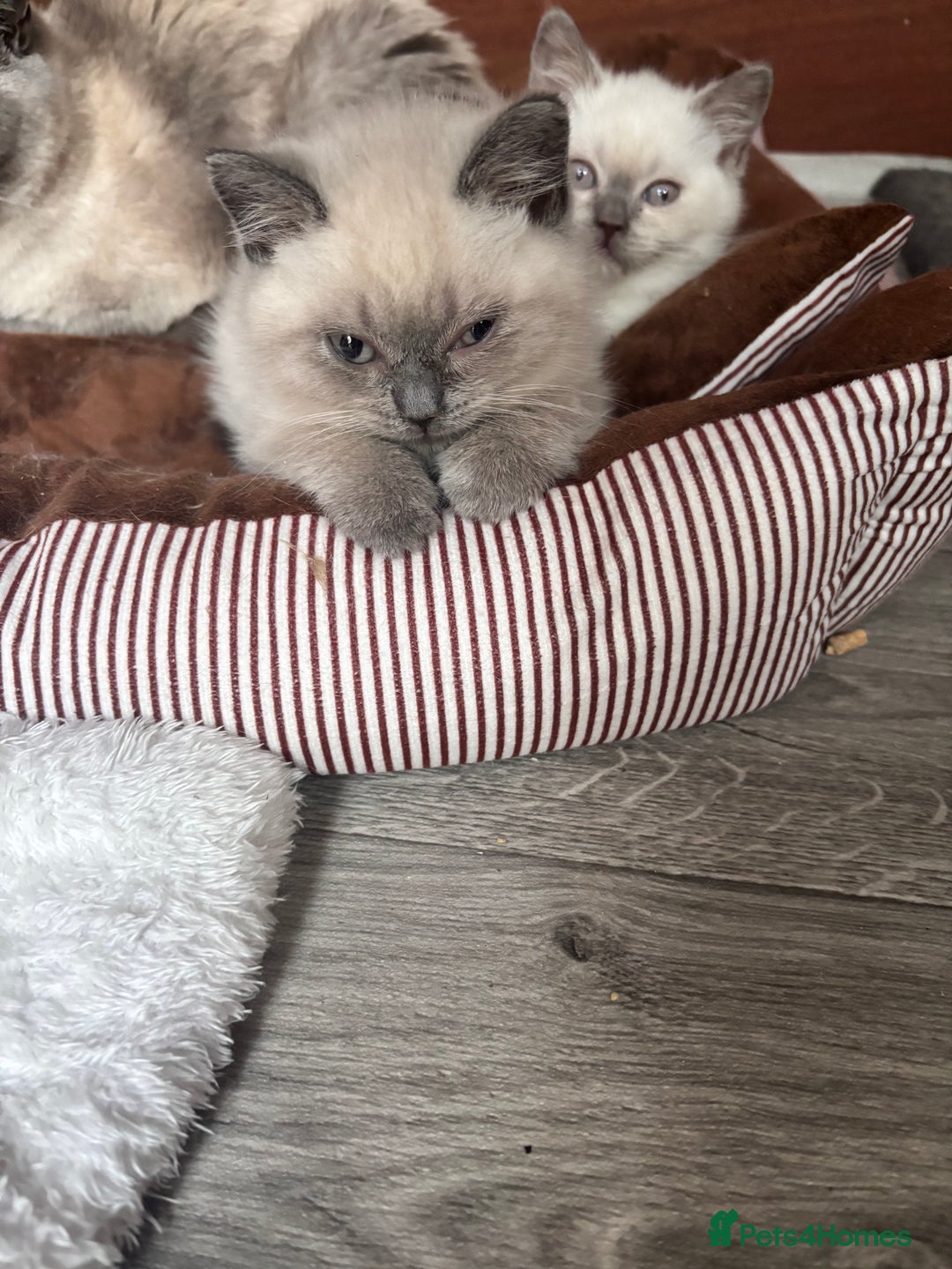 British Shorthair cats for sale: British shorthair GGCF Blue colourpoint kittens  - Image 4