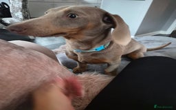 Miniature Dachshund dogs for sale: Gorgeous Green eyed Walter Mini Dachshund  - Image 6