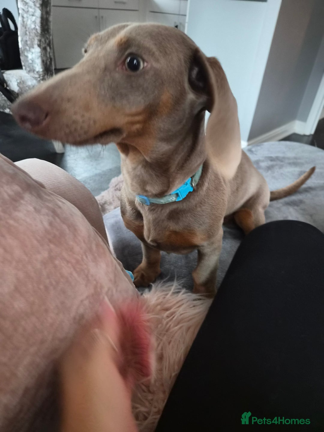 Miniature Dachshund dogs for sale: Gorgeous Green eyed Walter Mini Dachshund  - Image 6