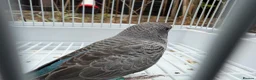 Budgerigars birds for sale: BFBW budgies and other mutations  - Advert 4