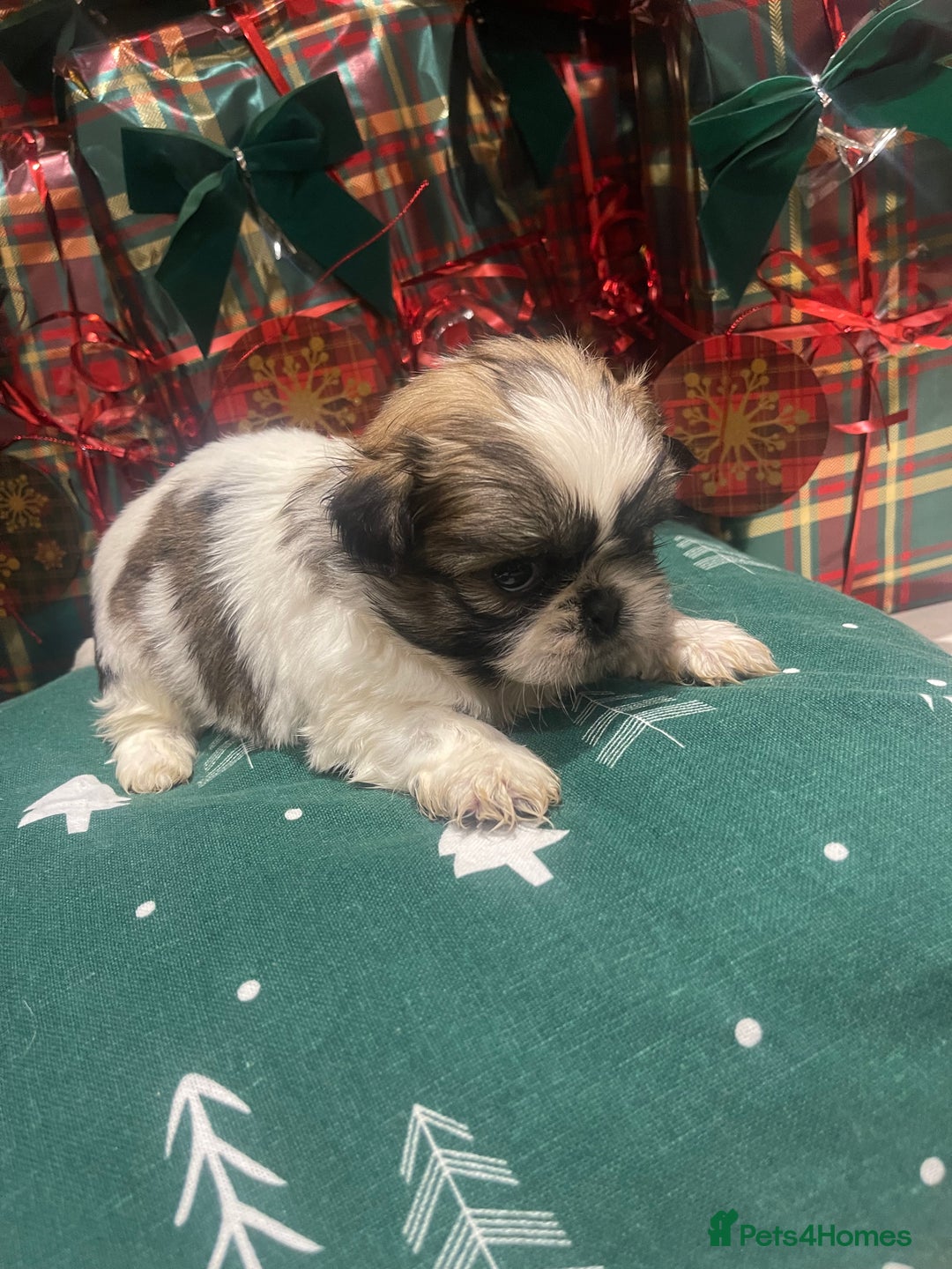 Shih Tzu dogs for sale: Shih tzu  puppies  - Advert 14