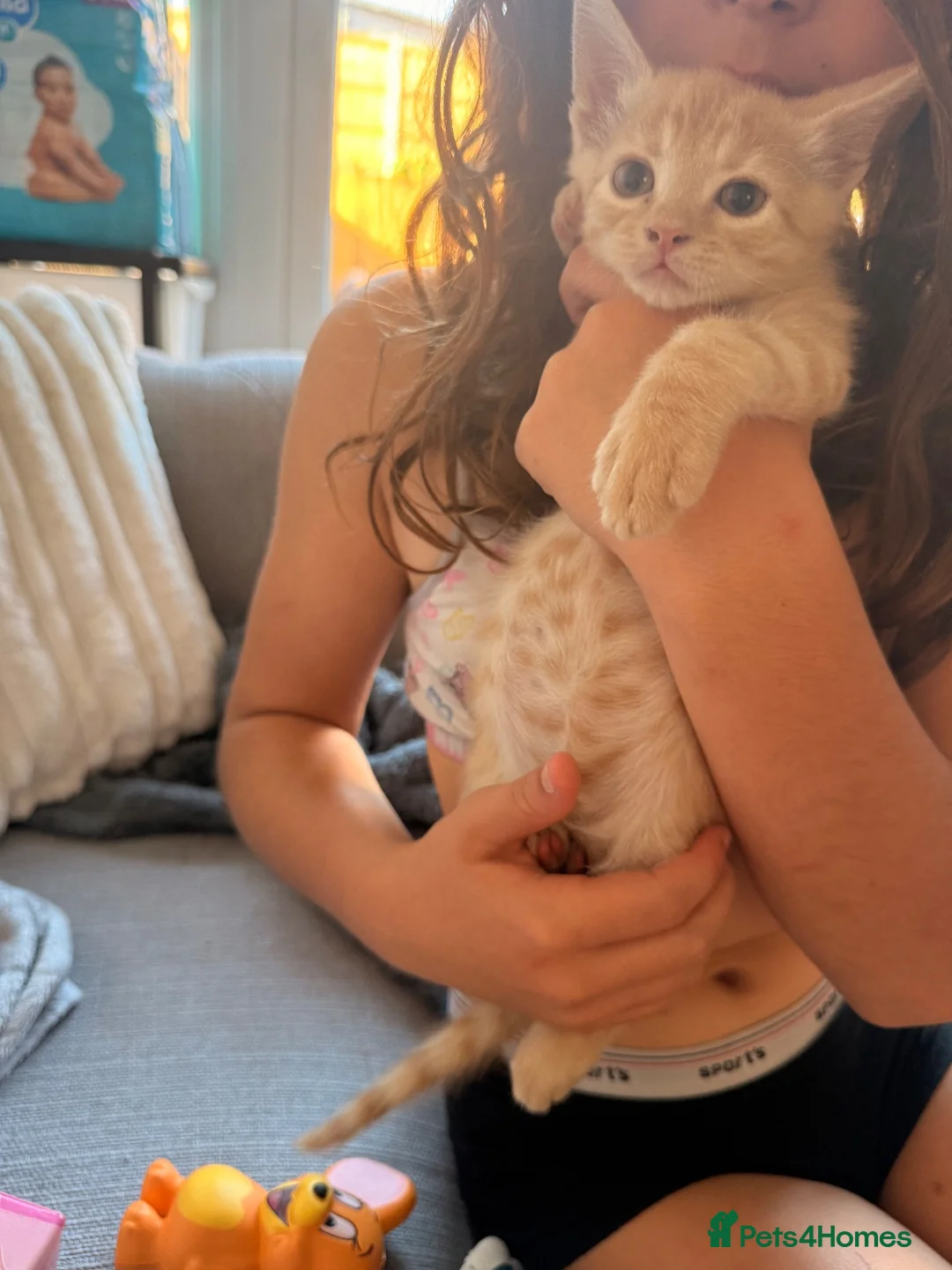 Mixed Breed cats for sale: This is Mia  - Advert 1