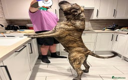 Presa Canario dogs for stud: Presa Canario for stud  - Image 2