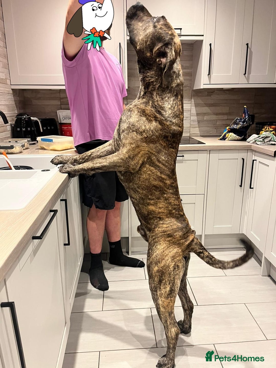 Presa Canario dogs for stud: Presa Canario for stud  - Image 2