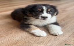 Australian Shepherd dogs for sale: 2 KC registered Australian Shepards remaining! - Image 21
