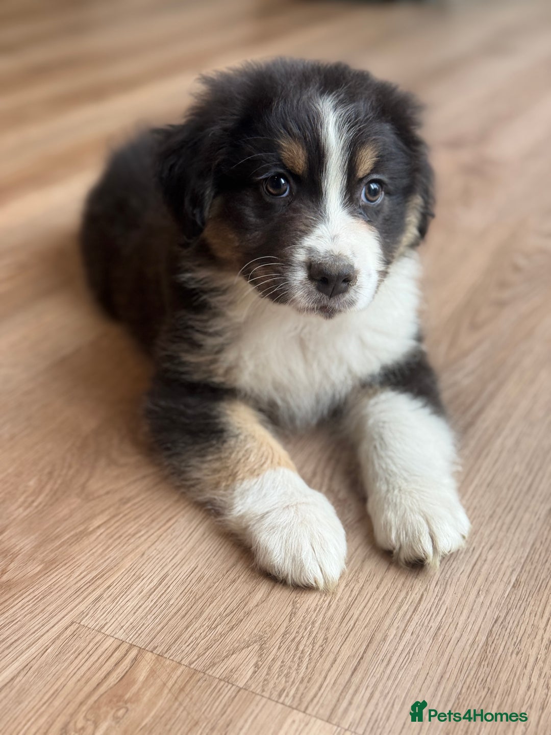 Australian Shepherd dogs for sale: 2 KC registered Australian Shepards remaining! - Image 21