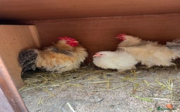 Chickens poultry for sale: Frizzle feather Bantons  - Image 3