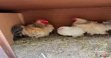 Chickens poultry - Advert 12