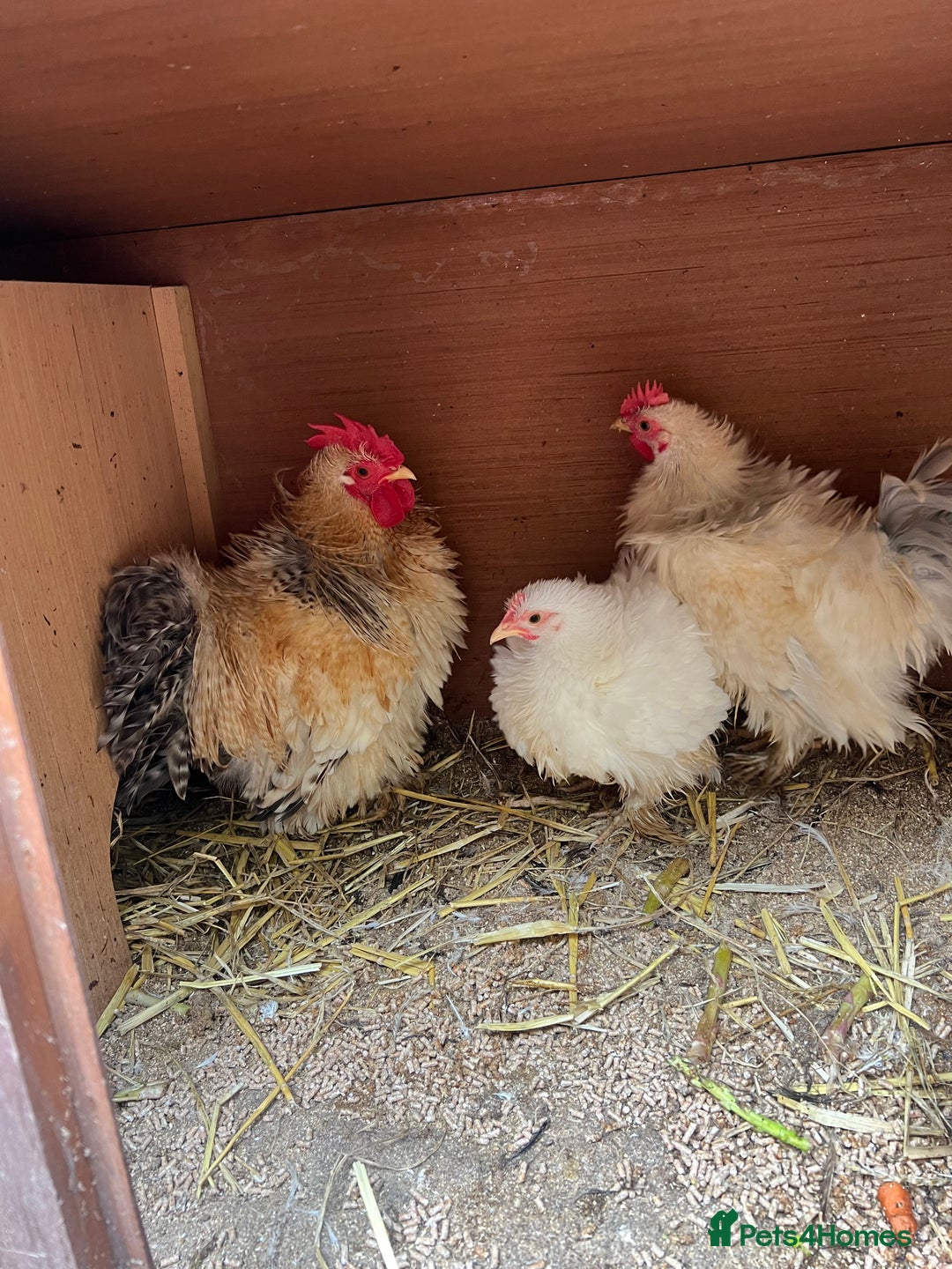 Chickens poultry for sale: Frizzle feather Bantons  - Image 3