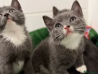 Mixed Breed cats Britishshort hair cross (last male) - Advert 3