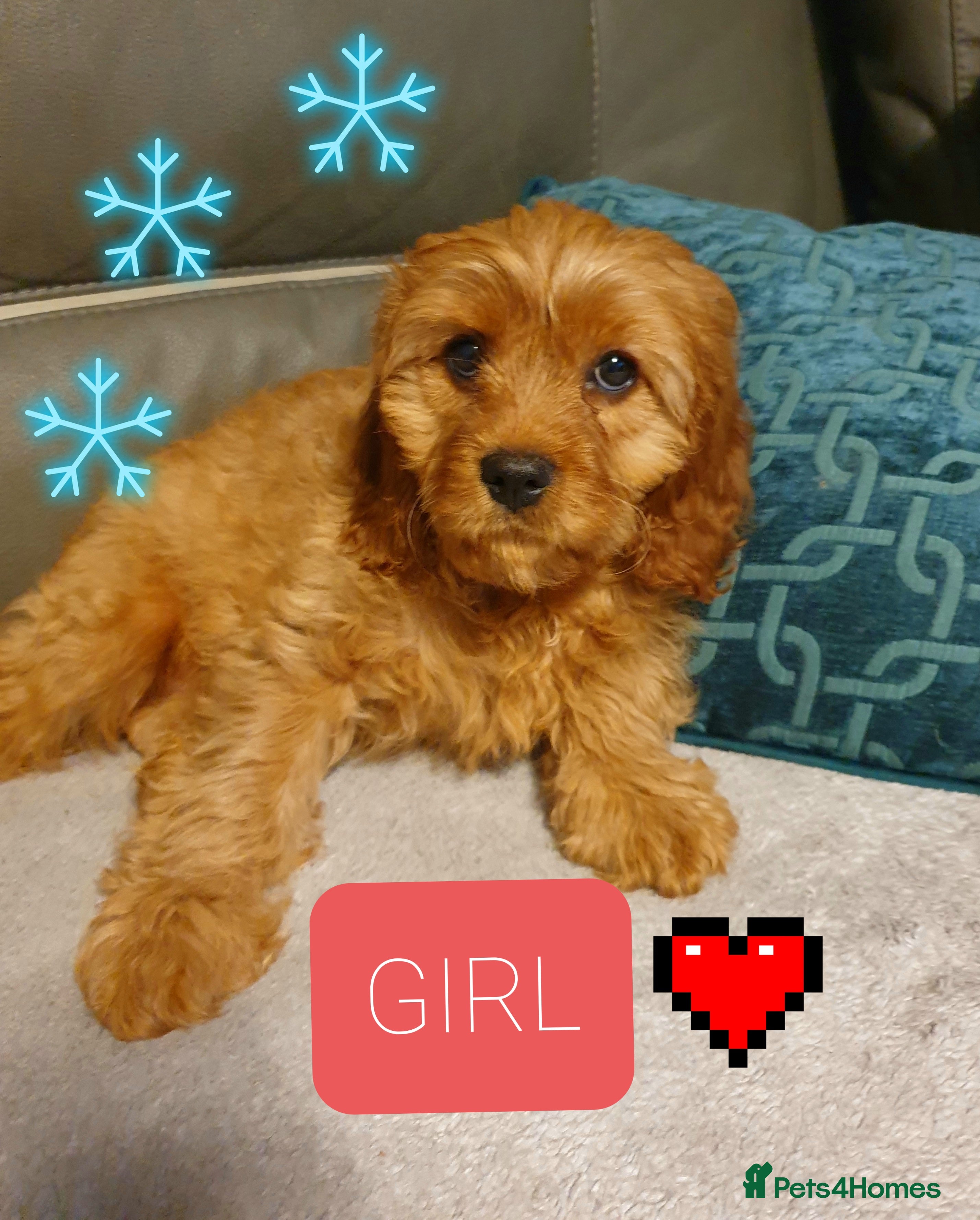Cavapoo dogs DNA TESTED ❤️ 1 girl left ❤️fox red miniature  - Advert 7