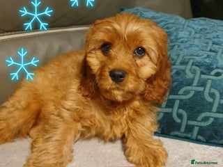 Cavapoo dogs DNA TESTED ❤️ 1 girl left ❤️fox red miniature - Advert 1