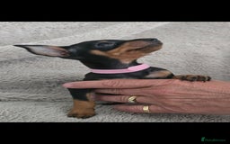 Miniature Pinscher dogs for sale: Beautiful Miniature pinscher Puppies  - Image 5