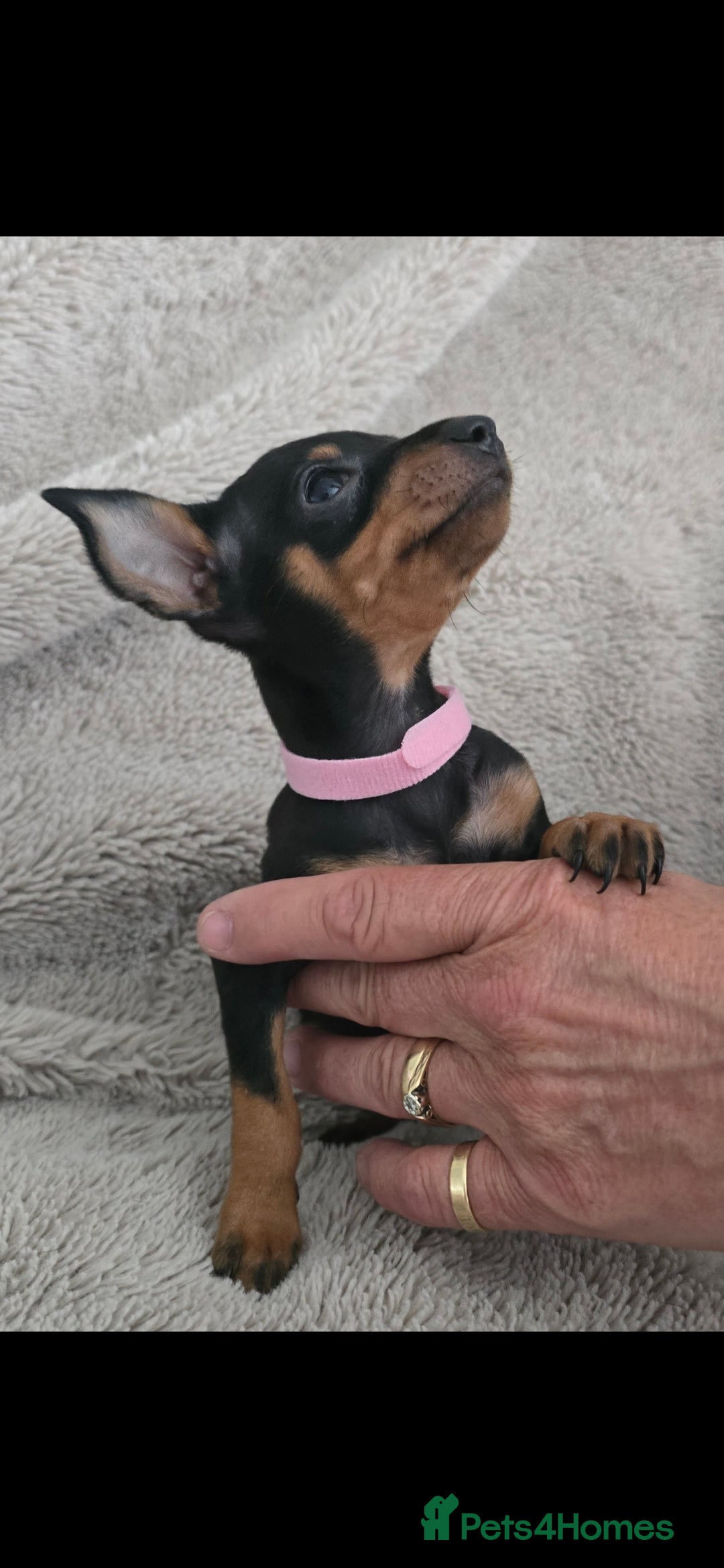 Miniature Pinscher dogs for sale: Beautiful Miniature pinscher Puppies  - Image 5