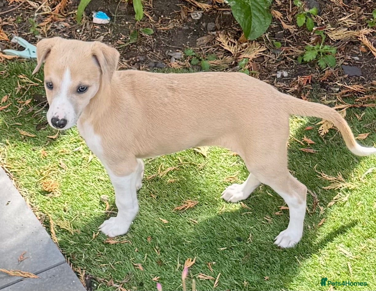 Whippet dogs Beautiful whippet babies READY NOW!🩷💙 - Advert 1