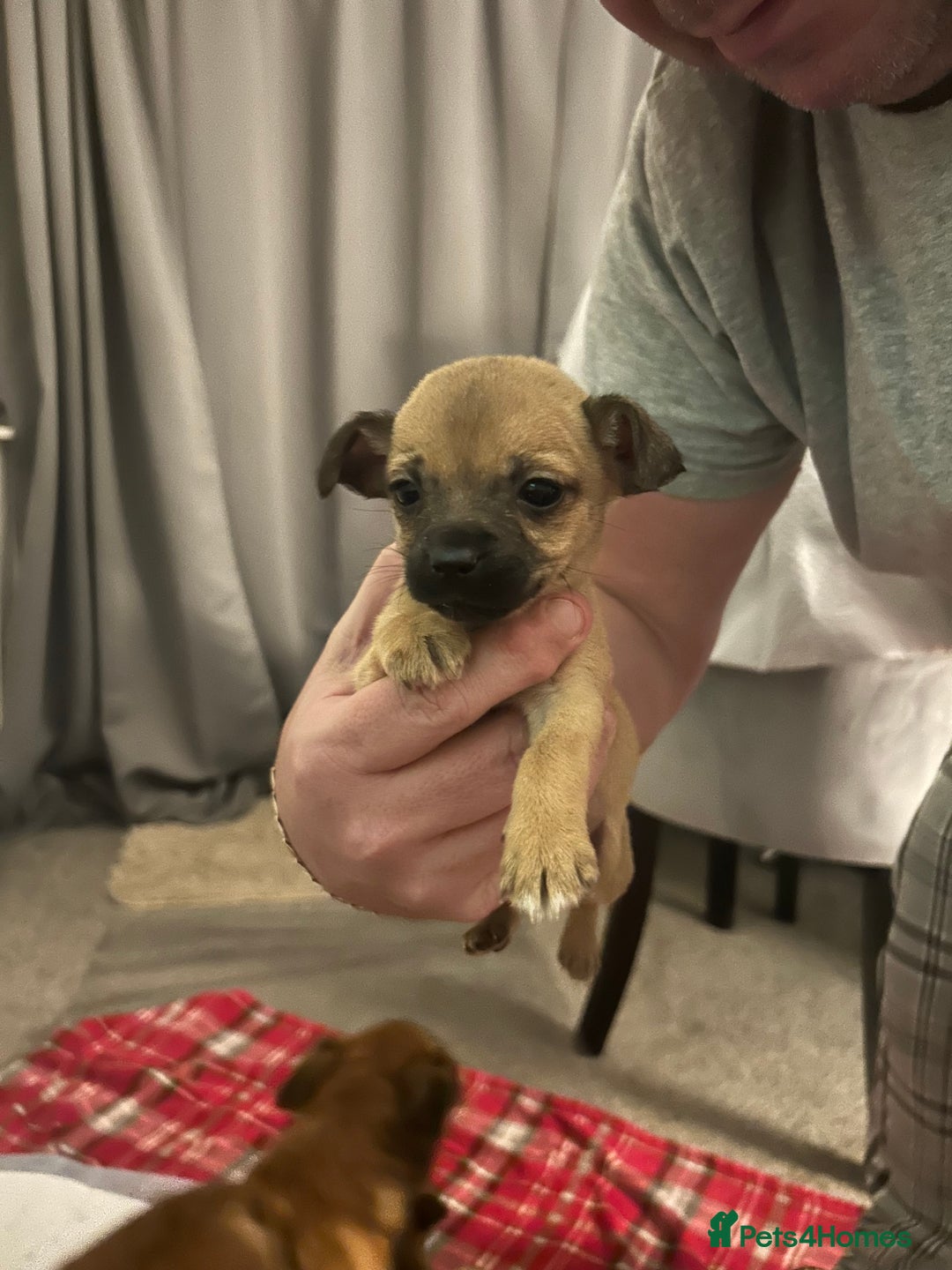 Mixed Breed dogs for sale: Chihuahua x terrier  - Advert 2